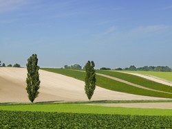 two trees
